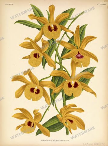Botanical Vintage Prints