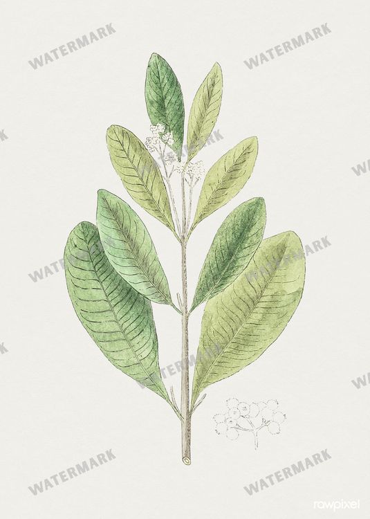 Botanical Vintage Prints