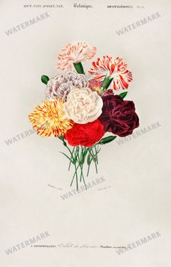 Dictionnaire Universel Dhistoire Naturelle Vintage Prints