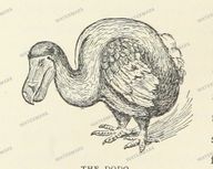Fauna Vintage Prints