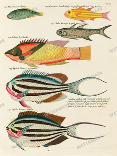 Fish Vintage Prints