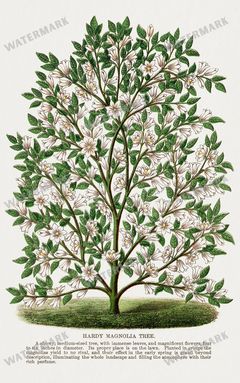 Folio Of Botanical Specimen Vintage Prints