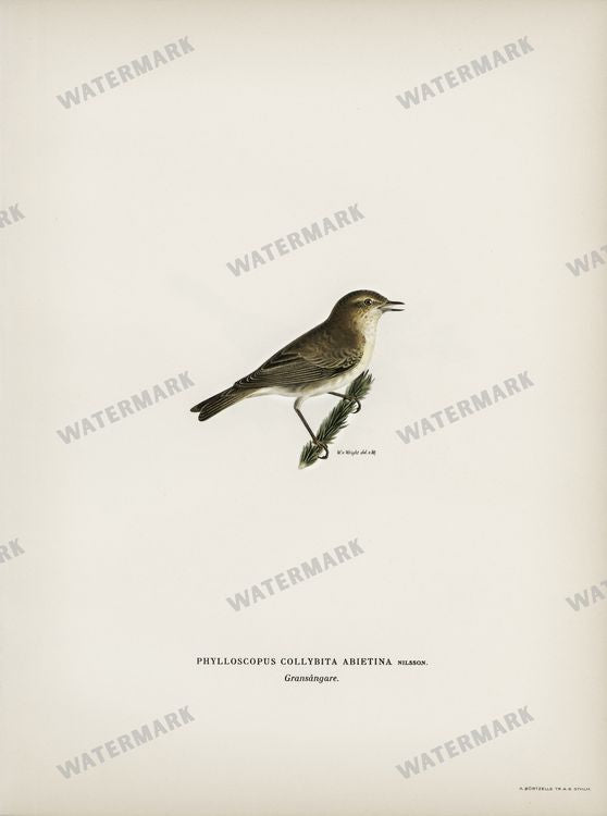 Birds Vintage Prints