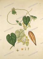 Botanical Plant Vintage Prints