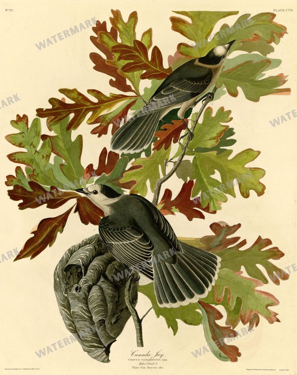 Botanical Vintage Prints
