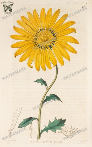 Botanical Vintage Prints