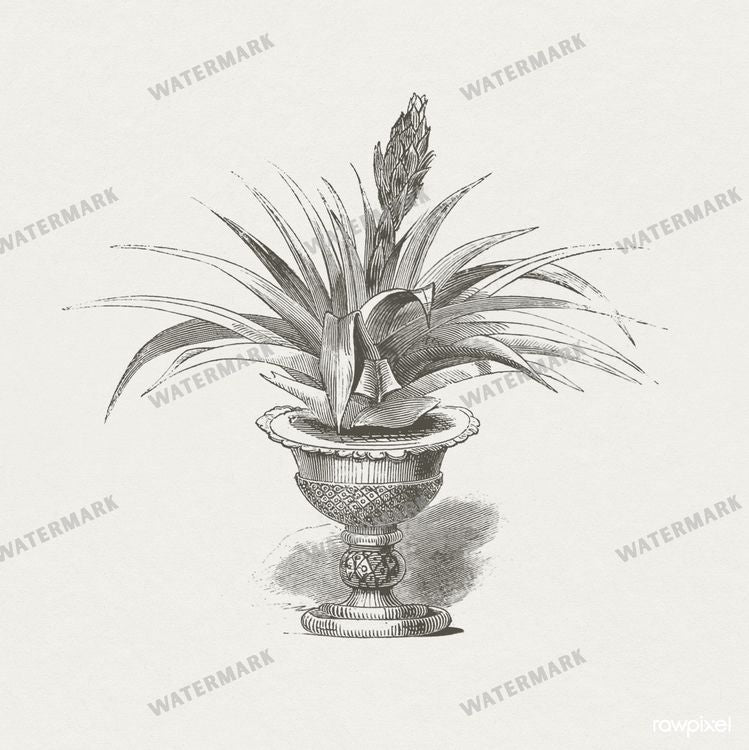 Botanical Vintage Prints