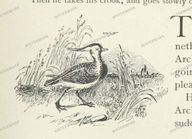 Fauna Vintage Prints