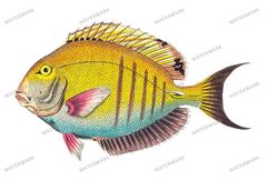 Fish Vintage Prints