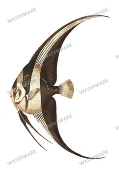Fish Vintage Prints