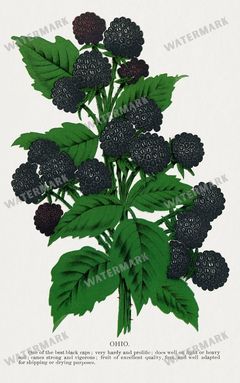 Folio Of Botanical Specimen Vintage Prints