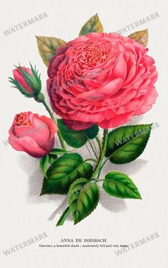 Folio Of Botanical Specimen Vintage Prints