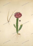 Botanical Plant Vintage Prints
