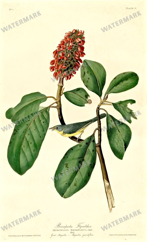 Botanical Vintage Prints