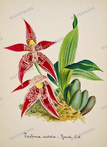 Botanical Vintage Prints