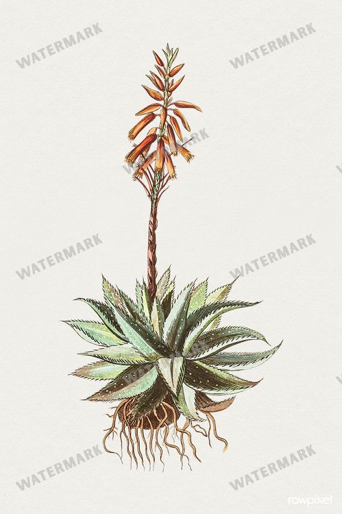Botanical Vintage Prints