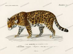 Dictionnaire Universel Dhistoire Naturelle Vintage Prints