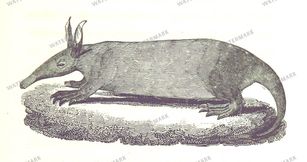 Fauna Vintage Prints