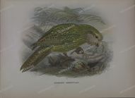 Fauna Vintage Prints