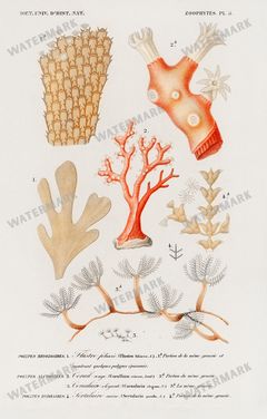 Fish Vintage Prints