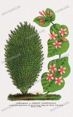 Folio Of Botanical Specimen Vintage Prints