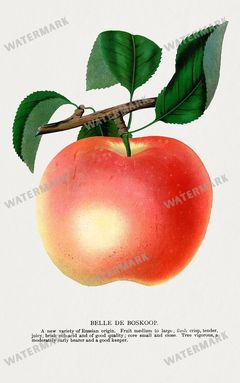 Folio Of Botanical Specimen Vintage Prints
