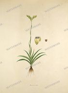 Botanical Plant Vintage Prints