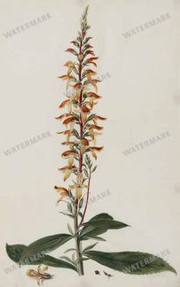 Botanical Vintage Prints