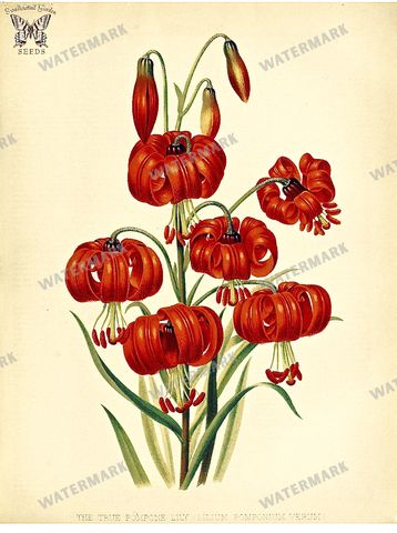 Botanical Vintage Prints