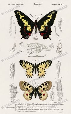 Dictionnaire Universel Dhistoire Naturelle Vintage Prints