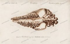 Dictionnaire Universel Dhistoire Naturelle Vintage Prints
