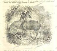 Fauna Vintage Prints