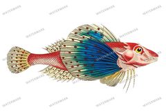 Fish Vintage Prints
