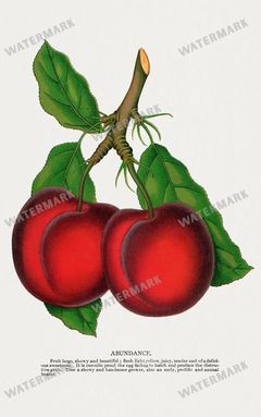 Folio Of Botanical Specimen Vintage Prints