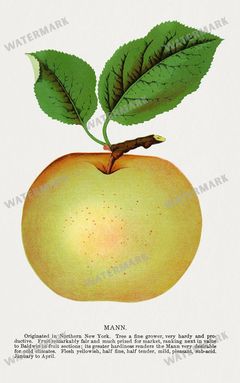 Folio Of Botanical Specimen Vintage Prints