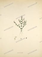 Botanical Plant Vintage Prints