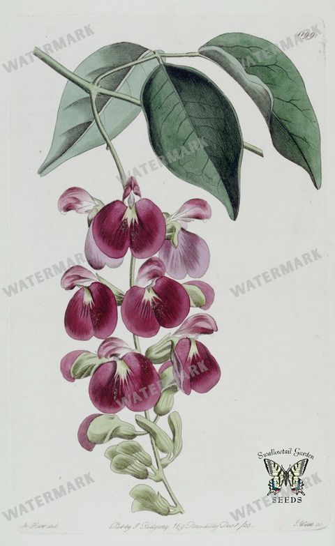Botanical Vintage Prints