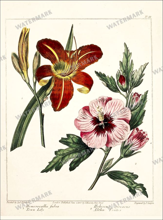Botanical Vintage Prints