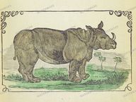 Fauna Vintage Prints
