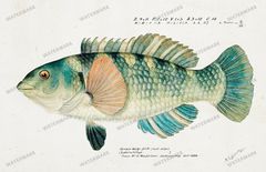 Fish Vintage Prints