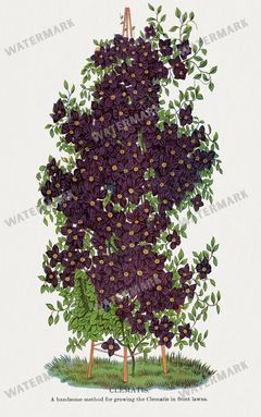 Folio Of Botanical Specimen Vintage Prints