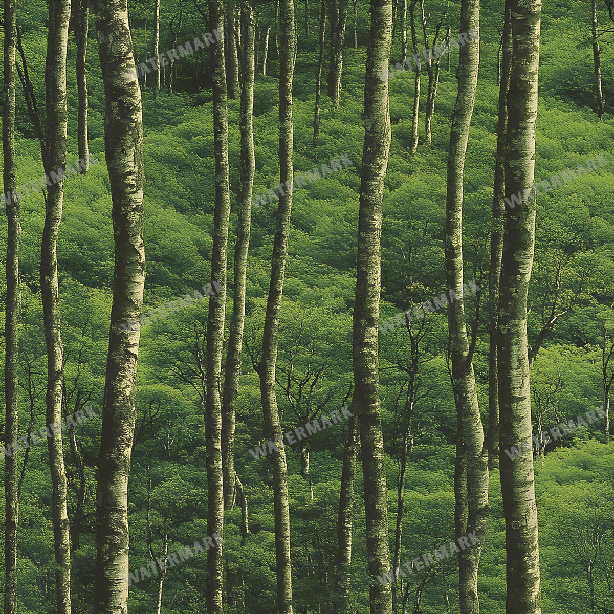 Forest Seamless Pattern