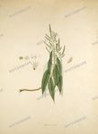 Botanical Plant Vintage Prints