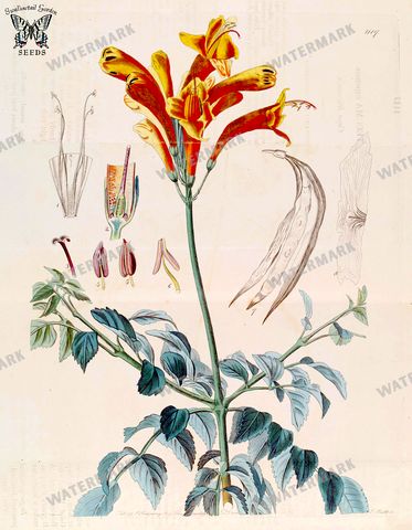 Botanical Vintage Prints