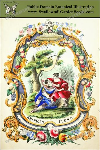 Botanical Vintage Prints