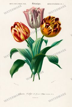Dictionnaire Universel Dhistoire Naturelle Vintage Prints