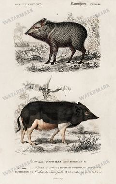 Dictionnaire Universel Dhistoire Naturelle Vintage Prints