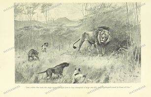 Fauna Vintage Prints