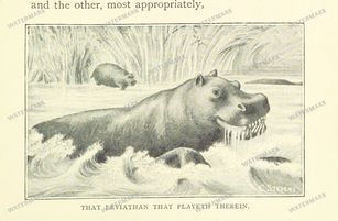 Fauna Vintage Prints