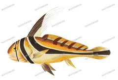Fish Vintage Prints